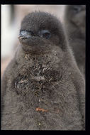 Image of Adelie Penguin