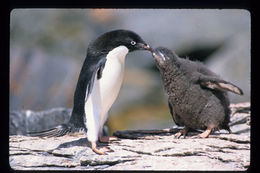 Image of Adelie Penguin