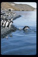 Image of Adelie Penguin