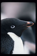 Image of Adelie Penguin