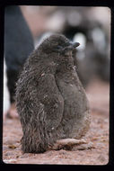 Image of Adelie Penguin