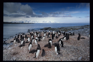 Image of Adelie Penguin