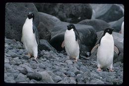 Image of Adelie Penguin