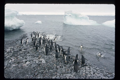 Image of Adelie Penguin