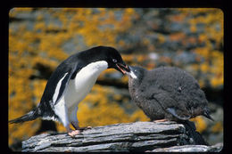 Image of Adelie Penguin