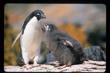 Image of Adelie Penguin