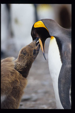 Image of King Penguin