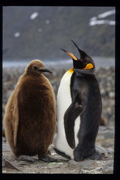 Image of King Penguin