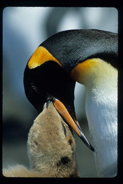 Image of King Penguin