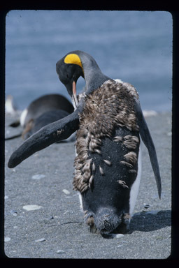 Image of King Penguin