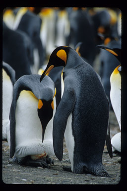 Image of King Penguin