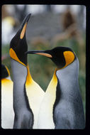 Image of King Penguin