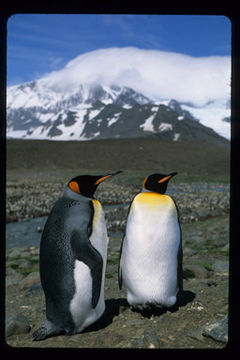 Image of King Penguin