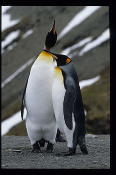 Image of King Penguin