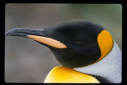 Image of King Penguin