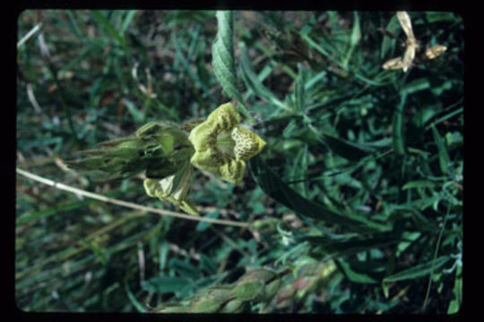 Image of Asystasia guttata (Forssk.) Brummitt