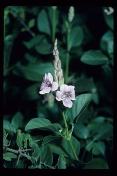 Image of Asystasia charmian S. Moore