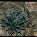 Image of smallflower century plant