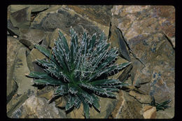 Image of smallflower century plant