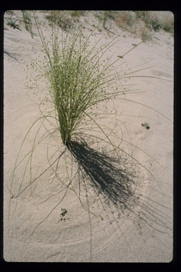 Image of Indian Rice Grass