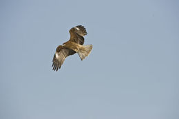 Image de Milvus migrans lineatus (Gray & JE 1831)