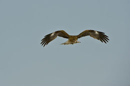 Image de Milvus migrans lineatus (Gray & JE 1831)