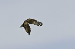 Image de Milvus migrans lineatus (Gray & JE 1831)