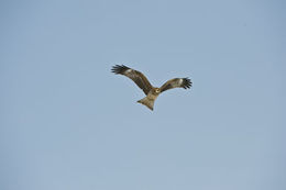 Image de Milvus migrans lineatus (Gray & JE 1831)