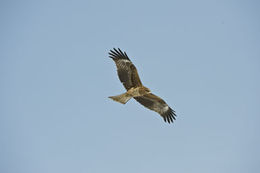 Image de Milvus migrans lineatus (Gray & JE 1831)