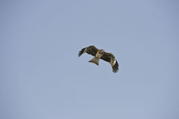 Image de Milvus migrans lineatus (Gray & JE 1831)