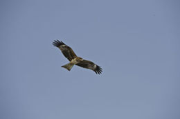 Image de Milvus migrans lineatus (Gray & JE 1831)