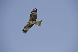 Image de Milvus migrans lineatus (Gray & JE 1831)