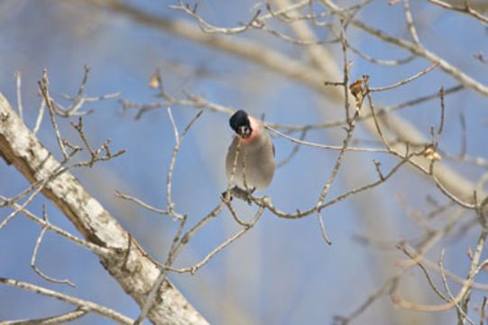 Pyrrhula pyrrhula griseiventris Lafresnaye 1841 resmi