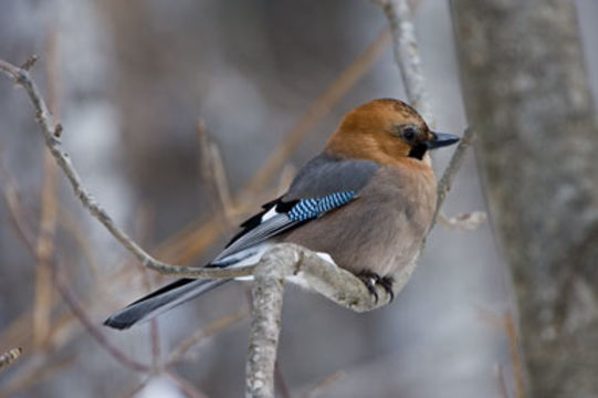 Image of Eurasian Jay