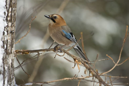 Image of Eurasian Jay