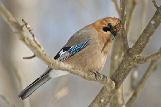 Image of Eurasian Jay