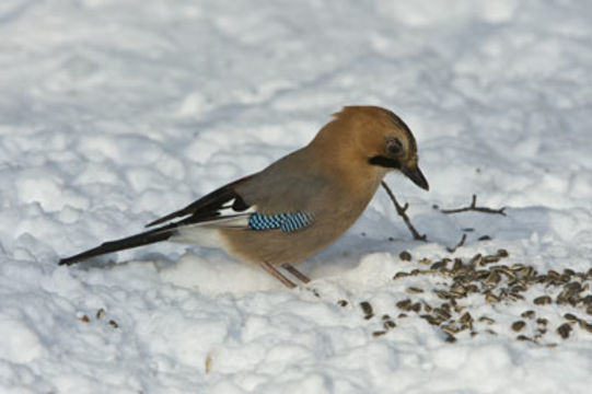 Image of Eurasian Jay