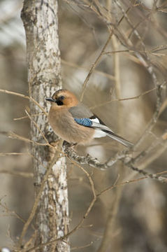 Image of Eurasian Jay