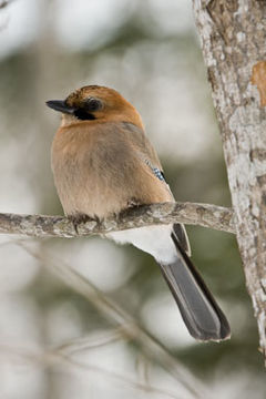 Image of Eurasian Jay