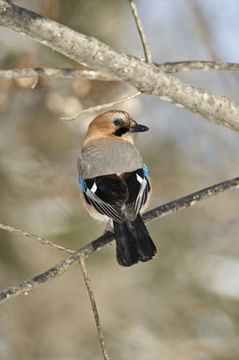 Image of Eurasian Jay