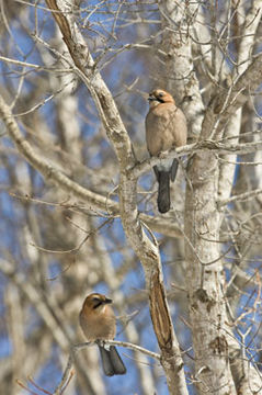 Image of Eurasian Jay