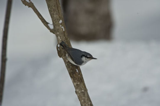 Image of Eurasian Nuthatch