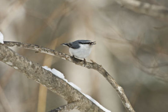 Image of Eurasian Nuthatch