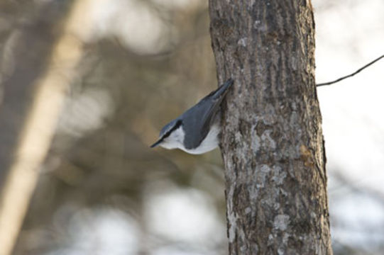 Image of Eurasian Nuthatch