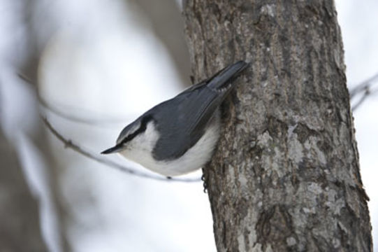 Image of Eurasian Nuthatch