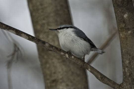 Image of Eurasian Nuthatch