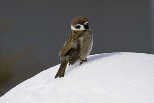 Image of Eurasian Tree Sparrow