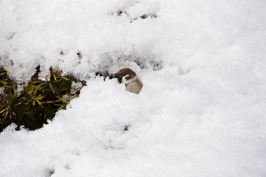 Image of Eurasian Tree Sparrow