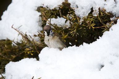 Image of Eurasian Tree Sparrow