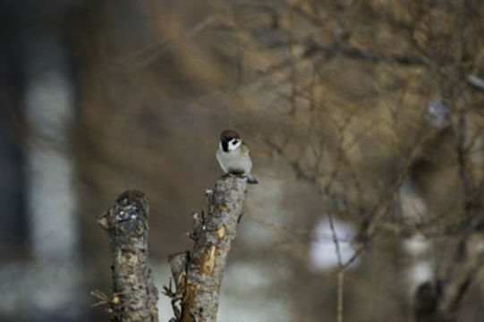 Image of Eurasian Tree Sparrow